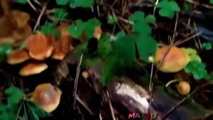 Грибы Денежки   Коллибии и Гигрофоры  Как распознать