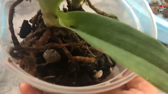 Пафиопедилум Примулинум (Paph Primulinum), посадка и пересадка 2в1. смотреть онлайн