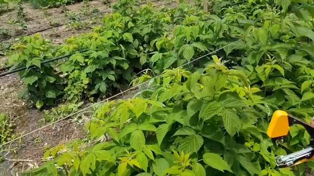 Ремонтантная МАЛИНА, КЛУБНИКА.способ Подвязки.капельный полив. Инжектор. Часть4. В гостях у ЖЕНИ смотреть онлайн