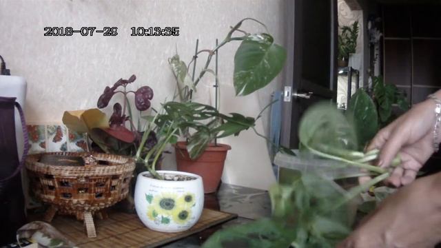 Цветы в моем доме. Комнатные растения. Обновляем, укореняем монстеру и филодендрон.