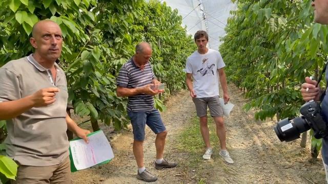 Черешня сорта   FERTARD и его особенности
