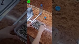 Выращивание микрозелени кукурузы в домашних условиях.