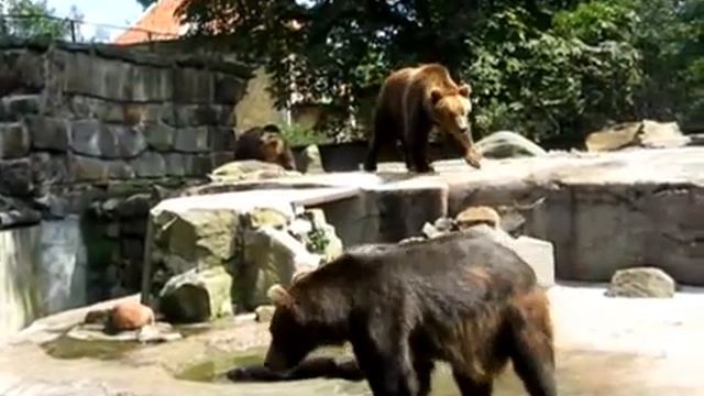 Мишки. Зоопарк Калининграда.wmv смотреть онлайн