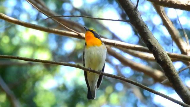 キビタキ2015 смотреть онлайн