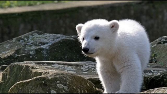 Жил на свете слоненок |  Про слоненка и медвежонка