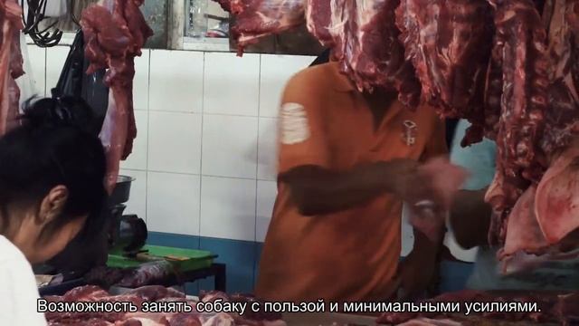 Как сделать мороженое для собаки? смотреть онлайн