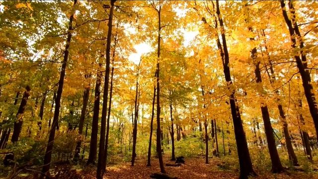 Осенний листопад. Музыка осени. Autumn leaf fall. Autumn music.