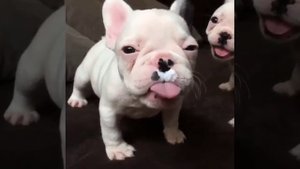 Сабаки показывают язык