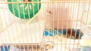 Надо ли стричь когти хомяку?Больно?