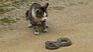 Кошка напала на змею