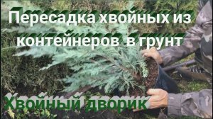 Как пересадить можжевельник? Пересадка хвойных из горшков в открытый грунт
