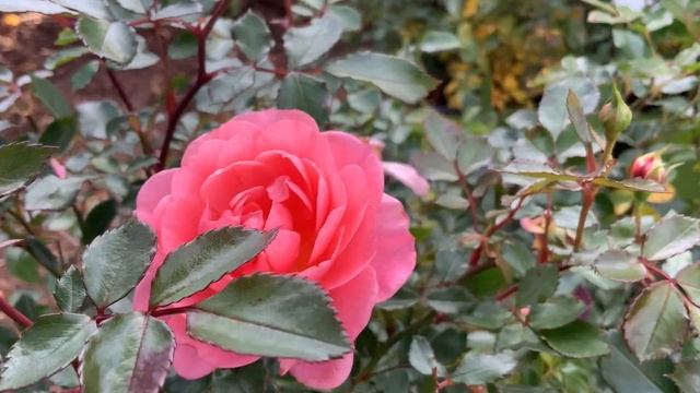 Growing Rainbow Roses From Seeds With Result смотреть онлайн