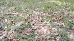 Выкапываем интроником сигналы