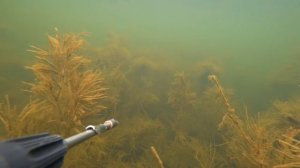 подводная охота на трофейного белого амура 20+кг маныч веселовское водохранилище. пеленгас варвар 7