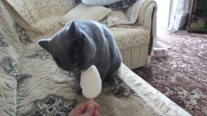 Как мой кот ест мороженное )