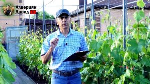 Как остановить жирование кустов винограда ?