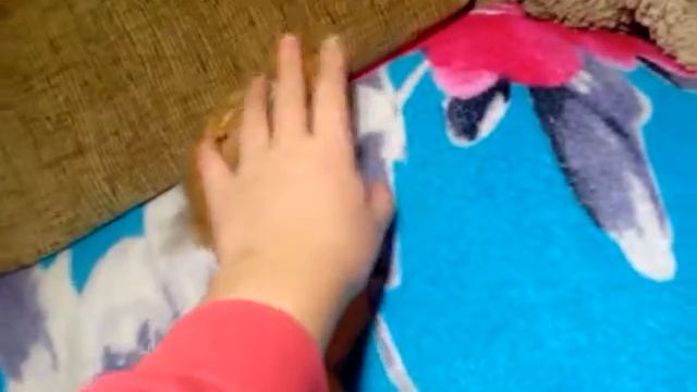 Видео 4.Про моего хомячка Пи. смотреть онлайн