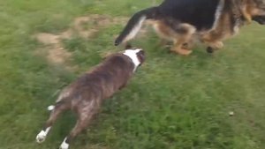 mini bullterrier vs german shepherd