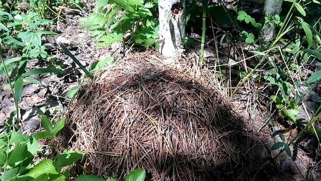 В лес за Белыми грибами. Тихая Охота в Пензенской области. смотреть онлайн
