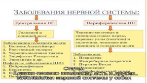 Заболевания нервной системы у собак