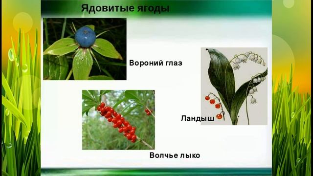 Как выглядит волчий глаз