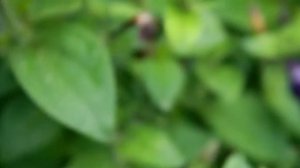 качество видео на Canon EOS 1100D kit 18-55