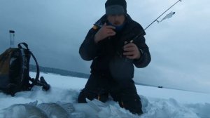 Ловля на вибы судака зимой на обское водохранилище