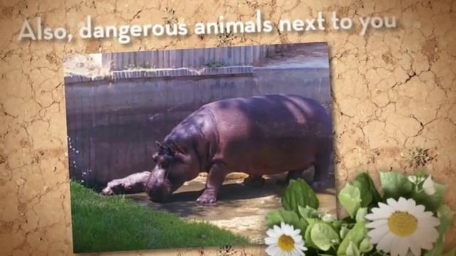 Zoo Aquarium Madrid смотреть онлайн