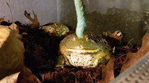 Лягушка водонос (лягушка бык) ест гусениц