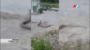 Волгоградцы сняли на видео змей на трамвайной остановке