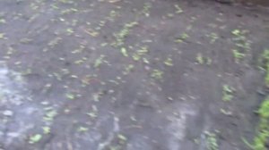 Выращивание укропа в обогреваемом тоннеле.