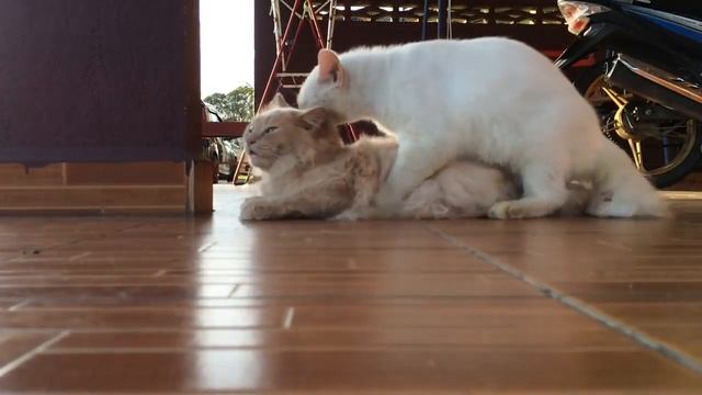 animal mating 動物交配 скрещивание животных ζευγαρώματα ζώων 2