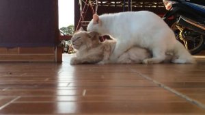 animal mating 動物交配 скрещивание животных ζευγαρώματα ζώων 2