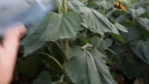 Борьба с луговым мотыльком на подсолнечнике. Габробракон.