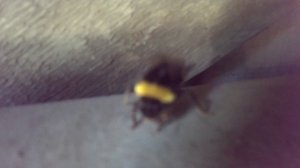 мой ручной шмель