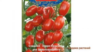 Томат обыкновенный Щербет F1 (shcherbet f1) 🌿 Щербет F1 обзор: как сажать, семена томата Щербет F1