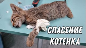 Спасение котенка со сломанной лапой!