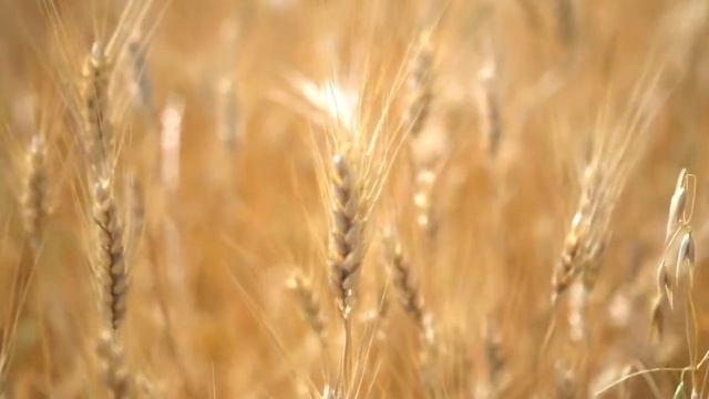 Тайна происхождения индоевропейцев  Ямная культура, одомашнивание лошади, исследования ученых