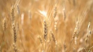 Тайна происхождения индоевропейцев  Ямная культура, одомашнивание лошади, исследования ученых