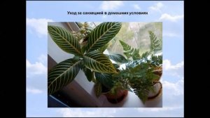 Санхеция