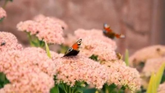 лечебная музыка для сердца и сосудов, Нежная музыка, успокаивает нервную систему и радует душу смотреть онлайн