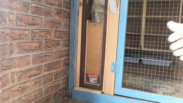 Разведение волнистых попугаев. Конец сезона.Новые поилки и клетка для попугаев.