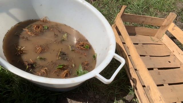 Посадка рассады клубники фриго | Сорт мурано смотреть онлайн