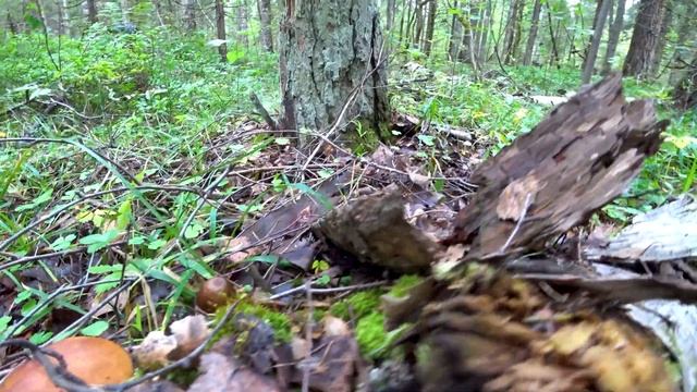 Mushroom Hunting - ALASKA 2022 - Wild Mushrooms. King Bolete. Cep. Boletus Edulis. Porcini. смотреть онлайн