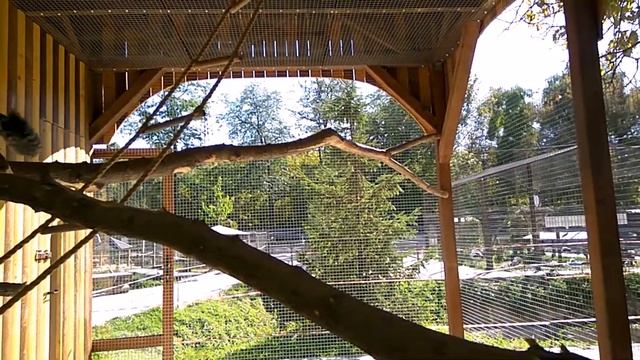 Лемур Джулион. Парк миниатюр. Бахчисарай. смотреть онлайн