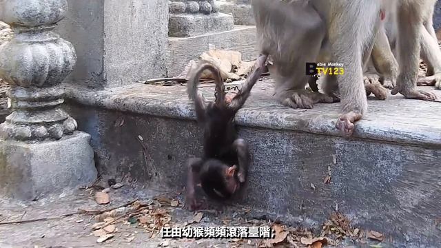 實錄一隻母猴分娩、拋棄親生骨肉的整個過程(#19)