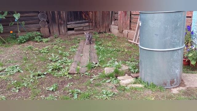 Август 2023, ЖАРА, прогнозы не утешительны/ Наши кошки то же умываются, если их попросить смотреть онлайн