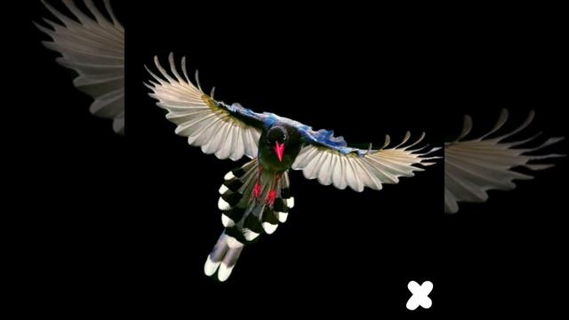 DakhaBrakah - Zainka (Dr Parnassus & Rheda Andrews Intro Edit) смотреть онлайн