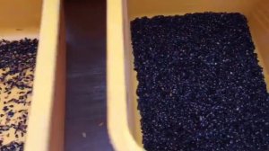 Чистка и колибровка семян (Алмаз МС-4/2)