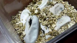 Grass snake eggs hatched Вылупление обыкновенного ужа